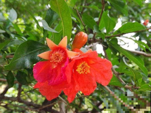 二十四节气,24种花,送给大家一起欣赏! 二十四节气,24种花,送给大家一起欣赏!