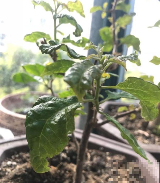 6夏天这3种花最爱黄叶子,找根筷子通一通,黄叶全消失! 6夏天这3种花最爱黄叶子,找根筷子通一通,黄叶全消失!