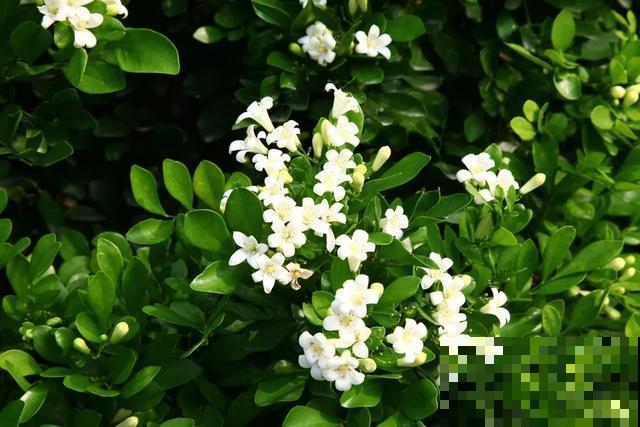 30首与花有关的老歌，满满的回忆，每一首都很经典！