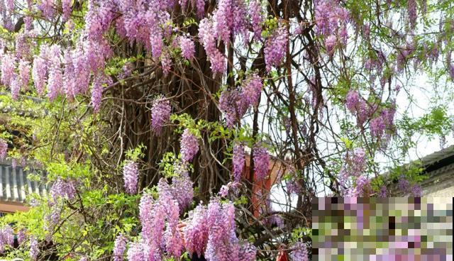 中国8大古树，历经千年不倒，最老一棵4000岁！