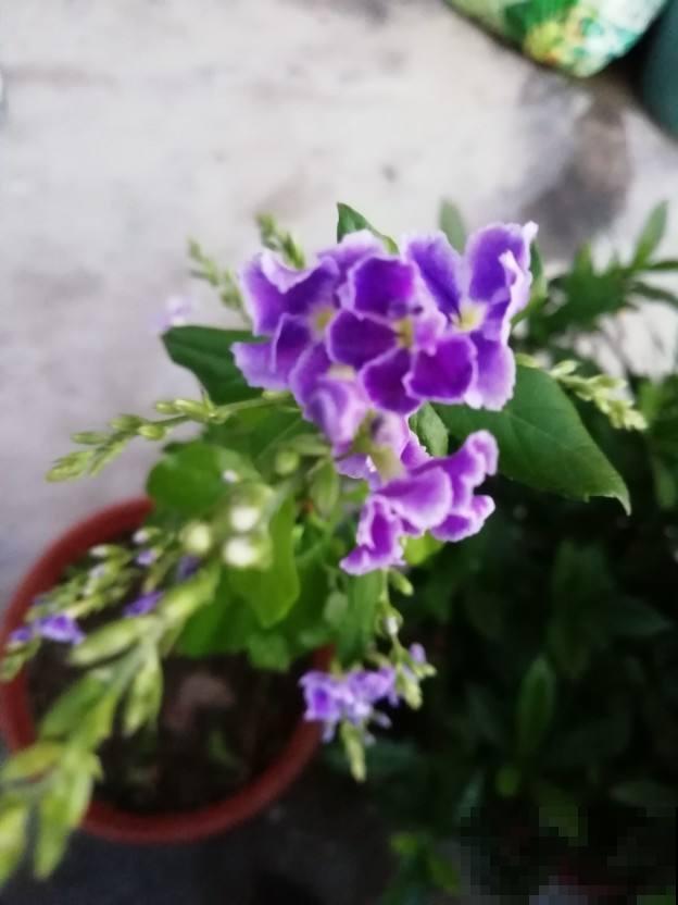 家养一棵蕾丝金露花，盛放时像打翻香水瓶，楼上邻居都闻到！