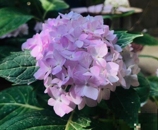 6种耐阴花，夏天最怕晒，躲屋里长得好！