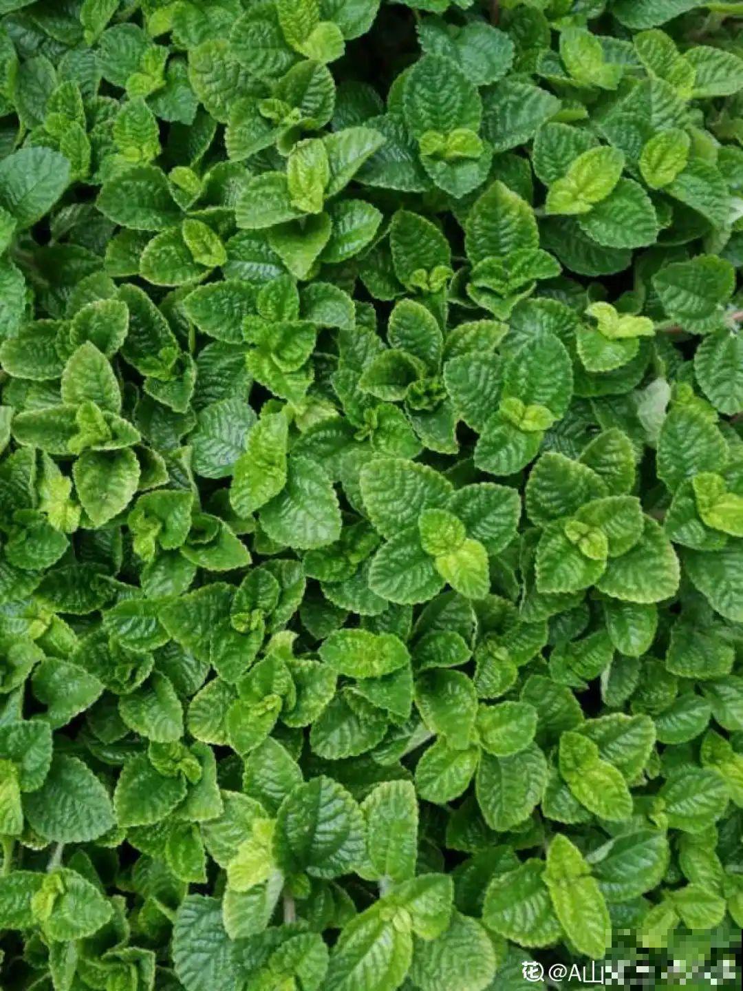 20种花,夏天这么浇水,长得快、开花多! 20种花,夏天这么浇水,长得快、开花多!