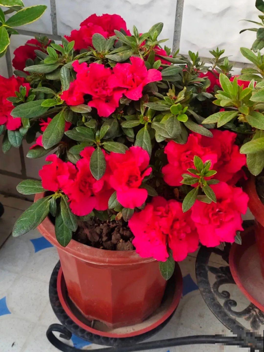 20种花,夏天这么浇水,长得快、开花多! 20种花,夏天这么浇水,长得快、开花多!