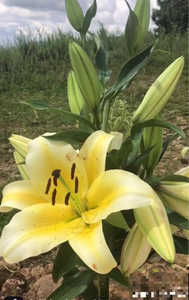 百合花品种那么多,这些中国原生百合,你见过几种? 百合花品种那么多,这些中国原生百合,你见过几种?