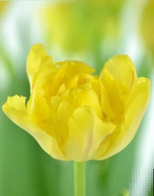 白胖的“大蒜”埋土里,1个月就开花,香味清新淡雅有格调! 白胖的“大蒜”埋土里,1个月就开花,香味清新淡雅有格调!