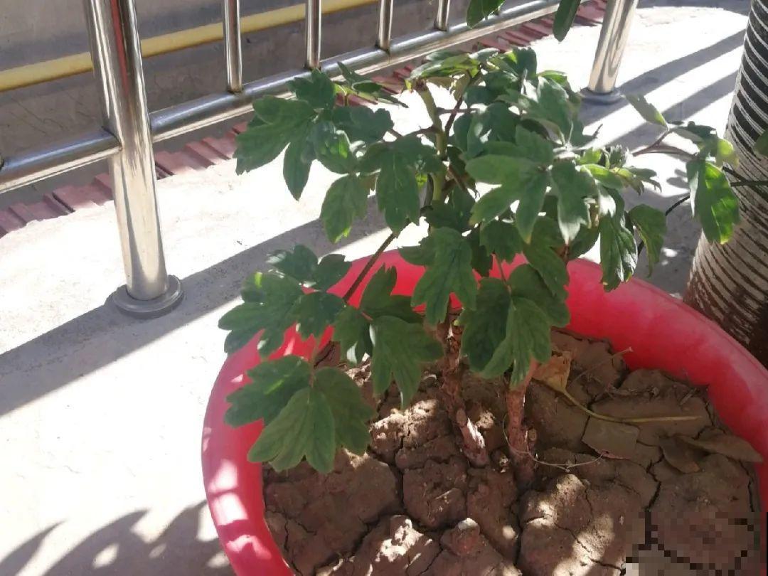 20种花,夏天要休眠,一浇水就死! 20种花,夏天要休眠,一浇水就死!