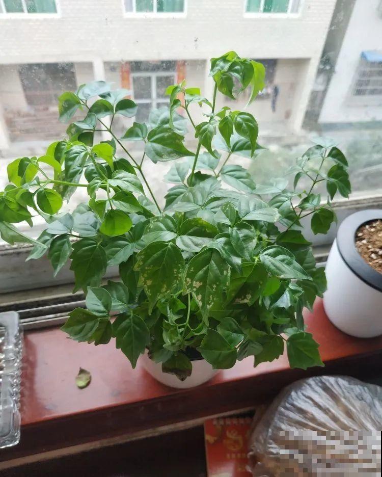 18种难养的花，把握一个点，就能起死回生！