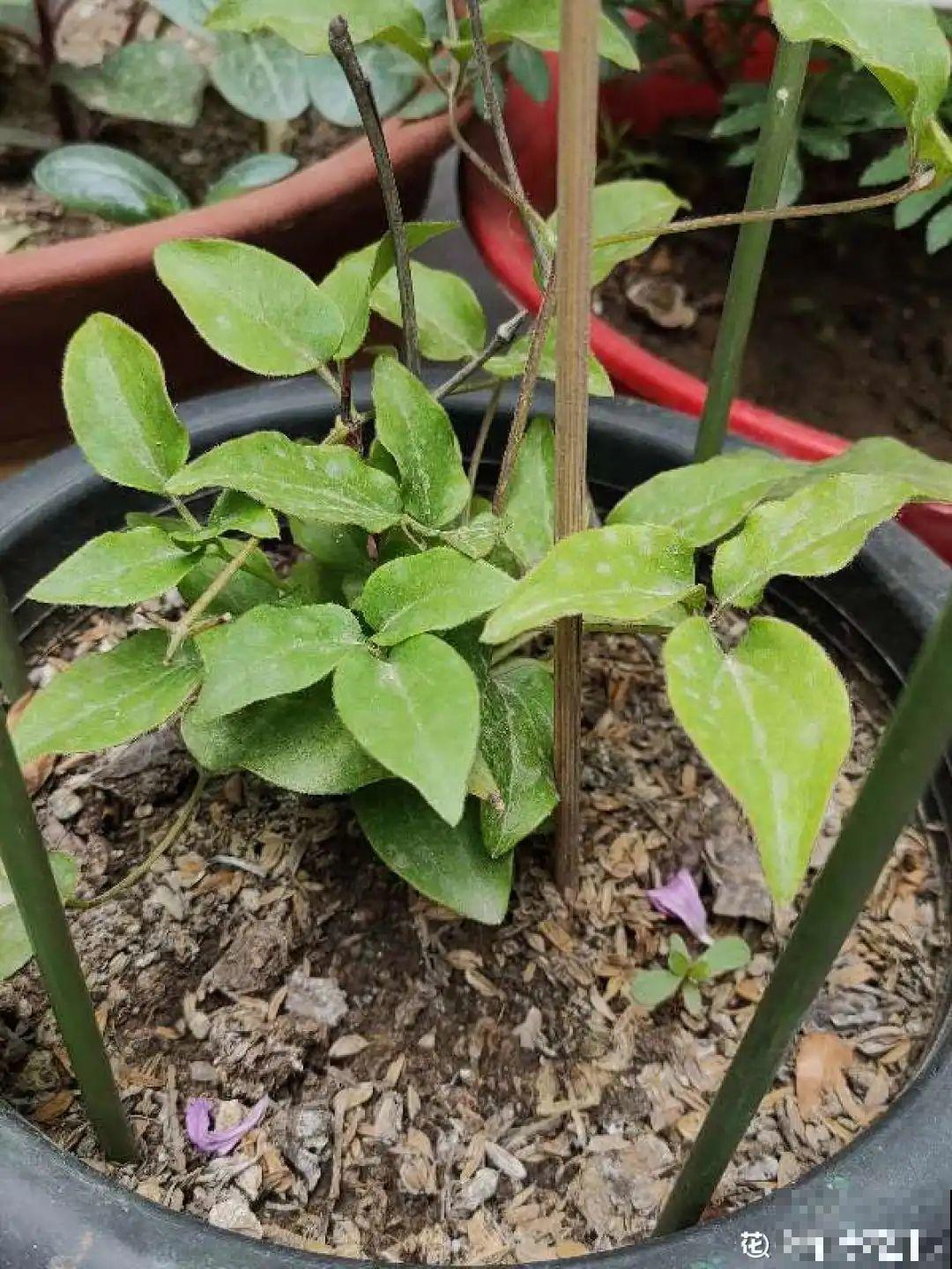 夏天花卉叶子哗哗掉,赶紧遮阴,不然掉成光杆司令 夏天花卉叶子哗哗掉,赶紧遮阴,不然掉成光杆司令