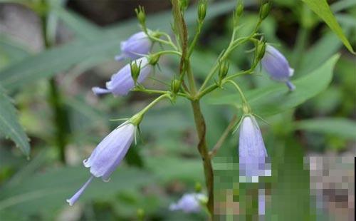 这些花实在太神奇了,一淋雨就变“脸”,透明花瓣像水晶! 这些花实在太神奇了,一淋雨就变“脸”,透明花瓣像水晶!