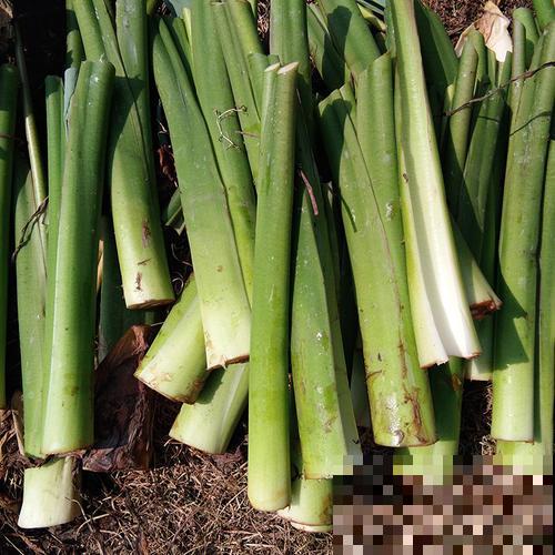 原来芋头茎也是一道美味，掰几根就是一盘好菜，上桌就被抢光！