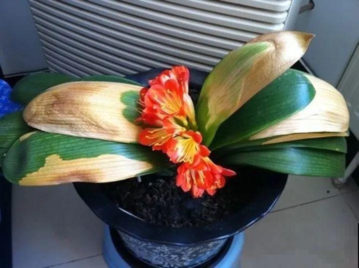 10种花一晒就死,夏天别放南阳台,小心晒成梅干菜! 10种花一晒就死,夏天别放南阳台,小心晒成梅干菜!