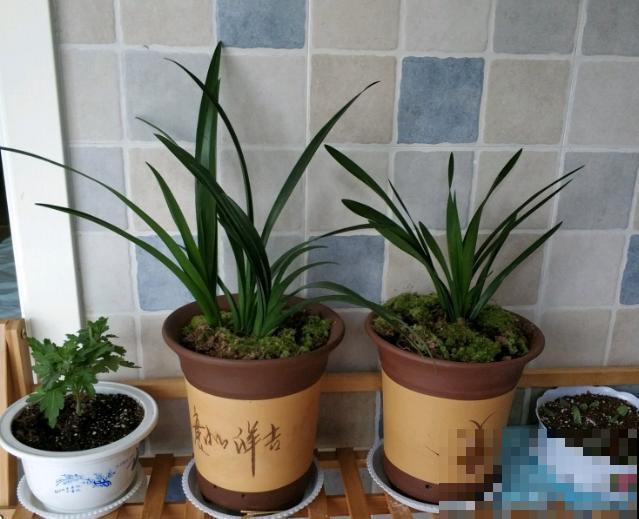 进入6月，兰花就要这么养，安全度夏无压力！