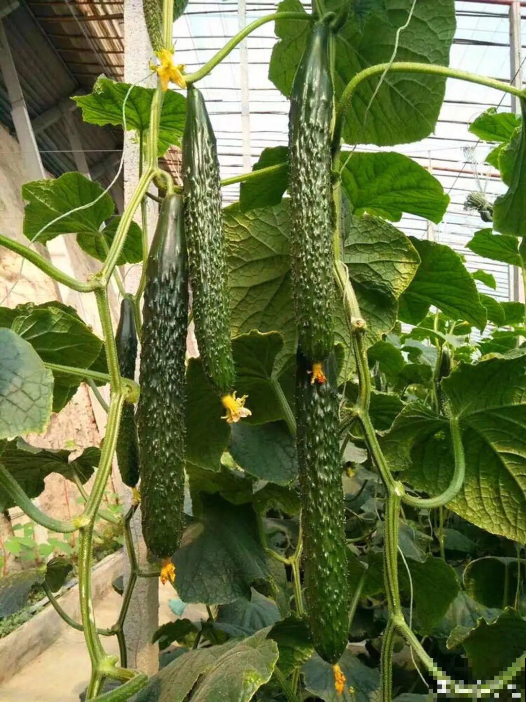 佛手瓜寓意好,家里养一棵,果子挂满枝头 佛手瓜寓意好,家里养一棵,果子挂满枝头