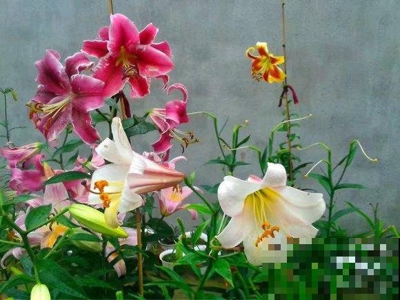 百合花品种那么多，这些中国原生百合，你见过几种？