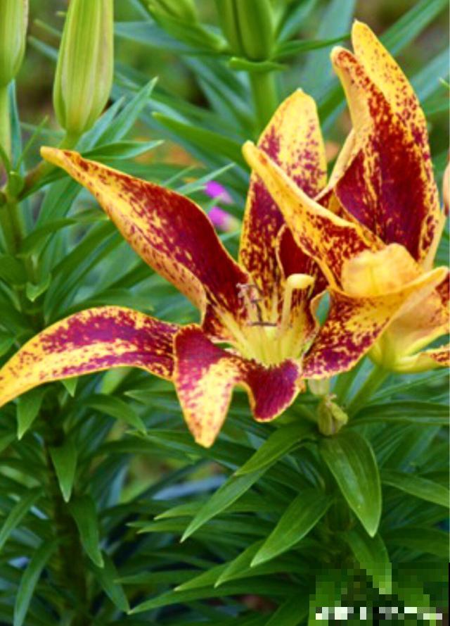 百合花品种那么多,这些中国原生百合,你见过几种? 百合花品种那么多,这些中国原生百合,你见过几种?