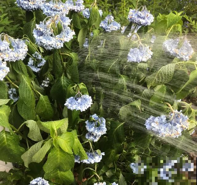 花出现黄叶打蔫，千万别扔，还能救回来！