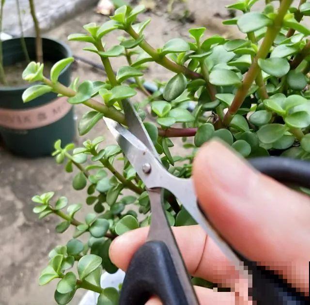 虎皮兰,红掌,吊兰养成老桩,变成大树,真壮观! 虎皮兰,红掌,吊兰养成老桩,变成大树,真壮观!