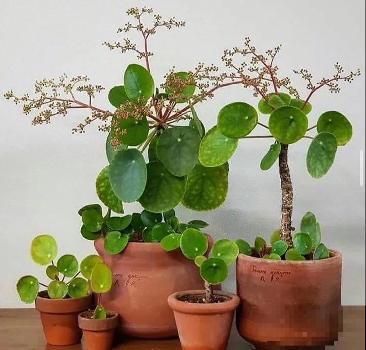 特干净的10种花,天热养一盆,家里特凉快! 特干净的10种花,天热养一盆,家里特凉快!