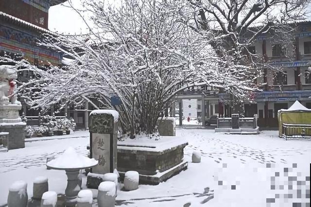 中国8大古树，历经千年不倒，最老一棵4000岁！