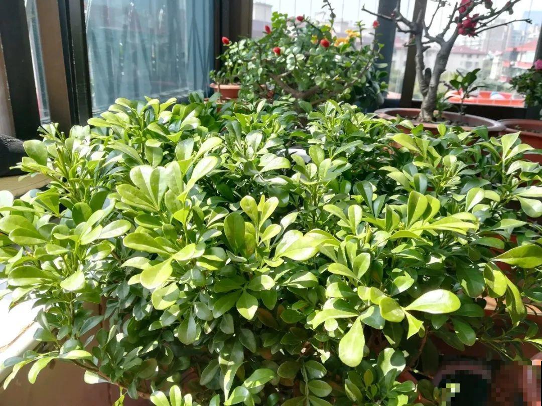 8种花，5月要赶紧修剪，剪完了还能窜新芽