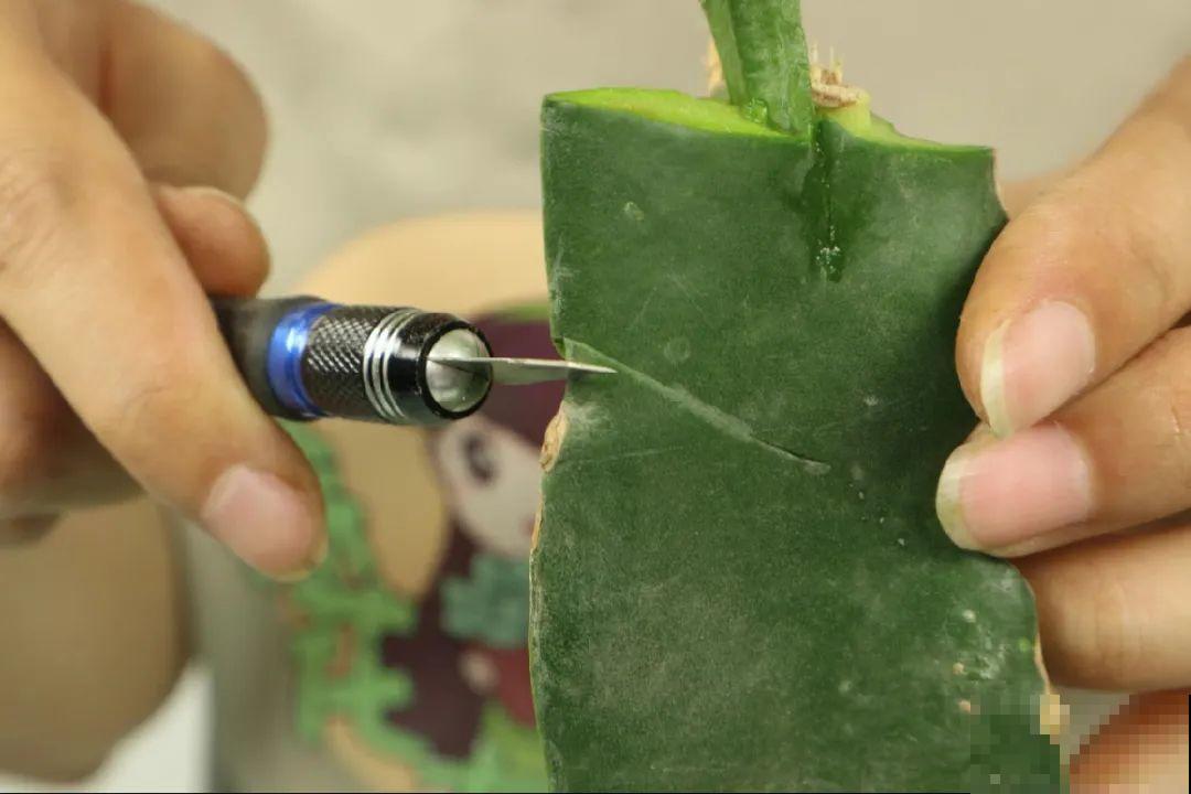 火龙果的叶子长得眼熟，仔细一看竟是蟹爪兰，还能接出甜果子！