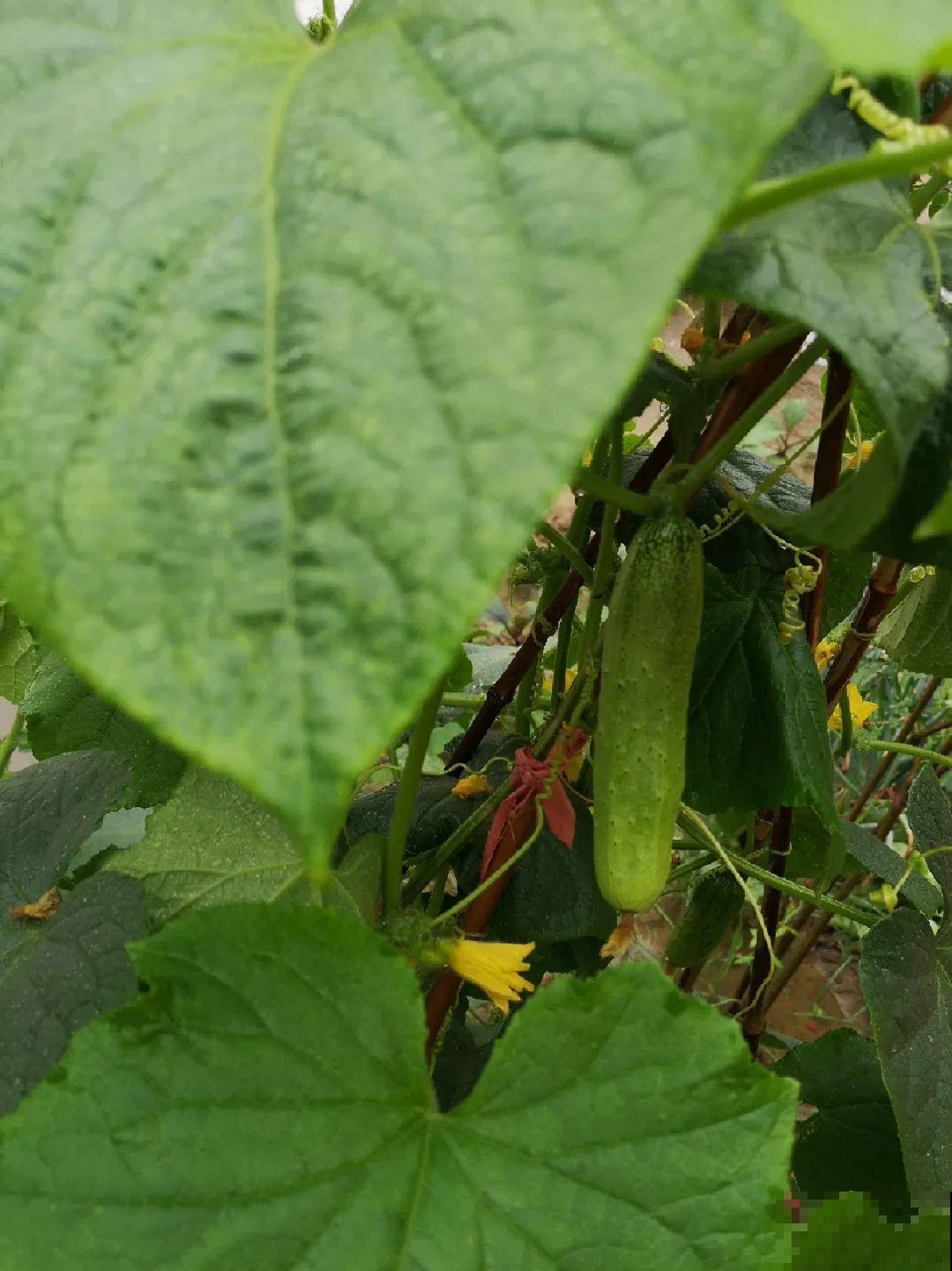 我想回农村,院子里养花、种菜,过清闲日子 我想回农村,院子里养花、种菜,过清闲日子