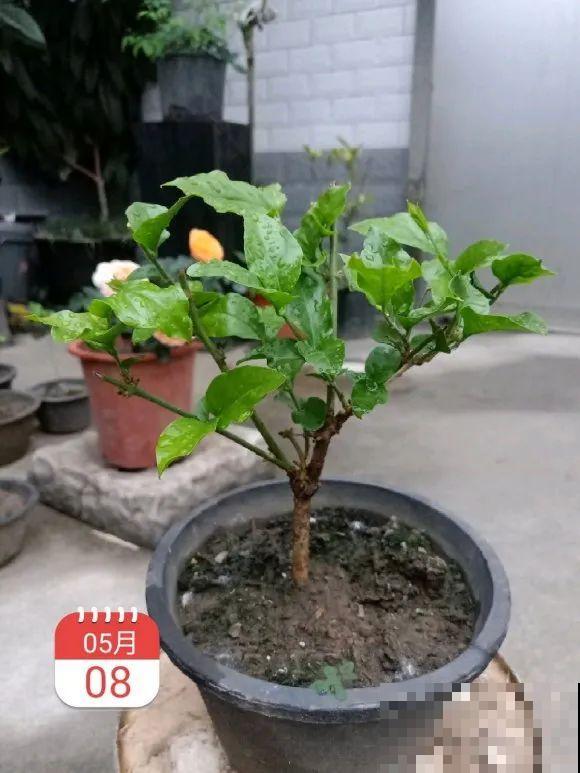 茉莉花后赶紧剪,剪完就开花,一直剪一直开! 茉莉花后赶紧剪,剪完就开花,一直剪一直开!