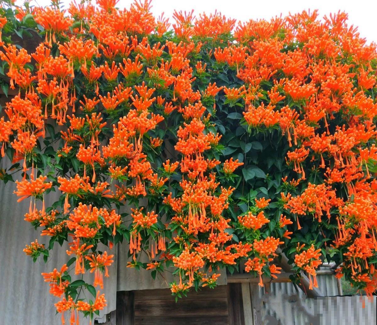 6种“红色”花,一开一大片,疯长起来拦不住! 6种“红色”花,一开一大片,疯长起来拦不住!