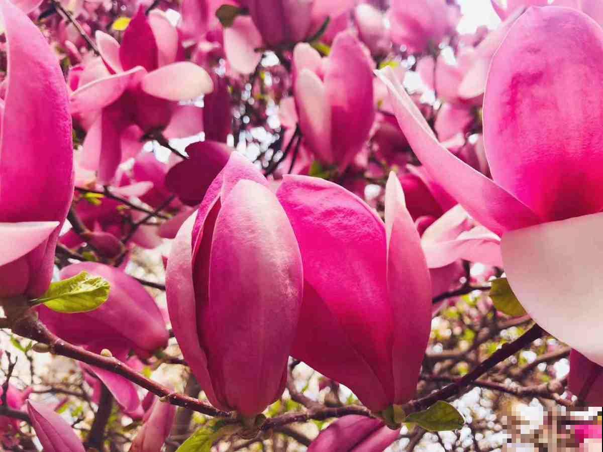 8种花，古代人最爱养，吉祥富贵招好运！
