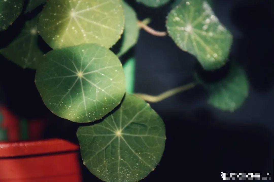 20种花,夏天要休眠,一浇水就死! 20种花,夏天要休眠,一浇水就死!