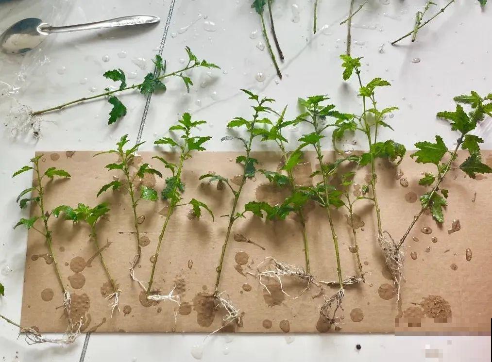 10种花，趁着天热赶紧扦插，成活率特别高