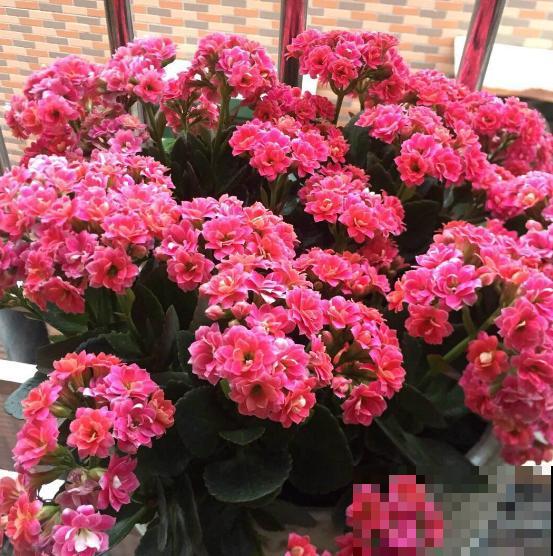 阳台养花,就选这5种,一年四季繁花如春! 阳台养花,就选这5种,一年四季繁花如春!