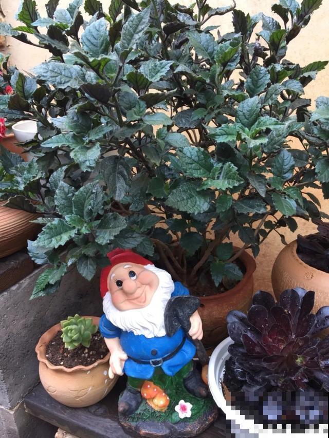 花盆里摆了它,更有趣、更新奇,邻居来了想搬走! 花盆里摆了它,更有趣、更新奇,邻居来了想搬走!