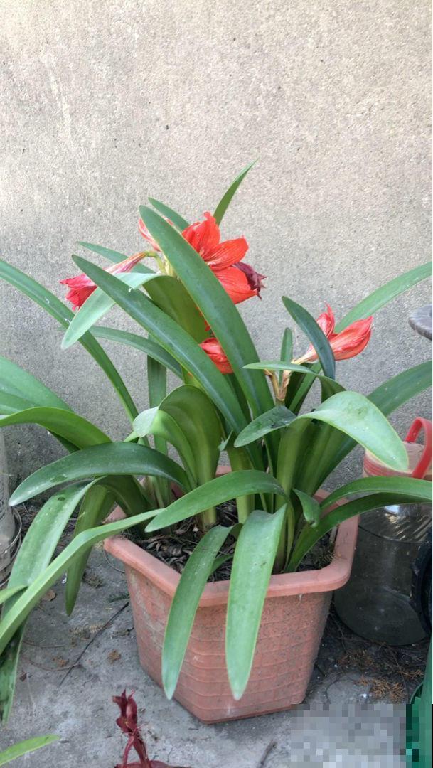 初夏雨水多，有些花淋雨必死，还不赶紧端回家？