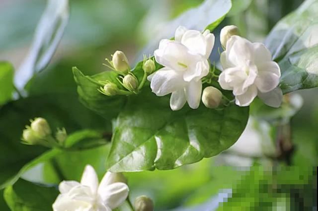 30首与花有关的老歌，满满的回忆，每一首都很经典！