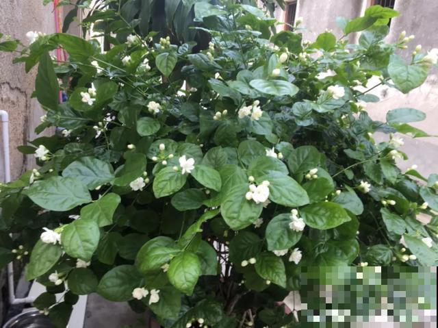 花出现黄叶打蔫，千万别扔，还能救回来！