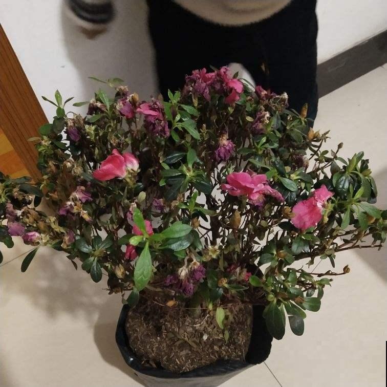 养花人见到路边4种东西，两眼放光，捡回家就是养花宝贝