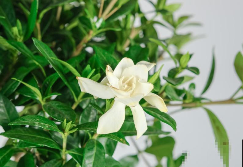 花市卖的花，都是老外培育的品种，国产花有哪些？