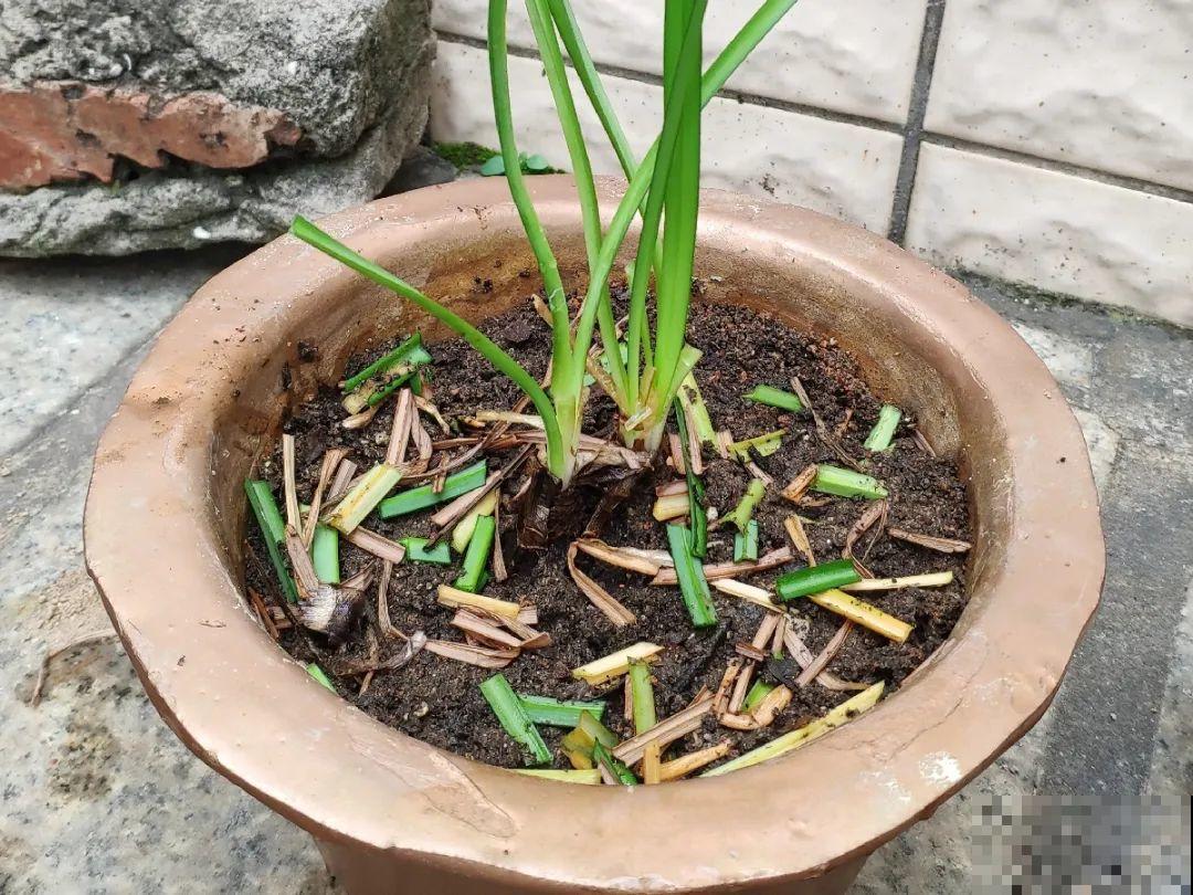 20种花,夏天要休眠,一浇水就死! 20种花,夏天要休眠,一浇水就死!