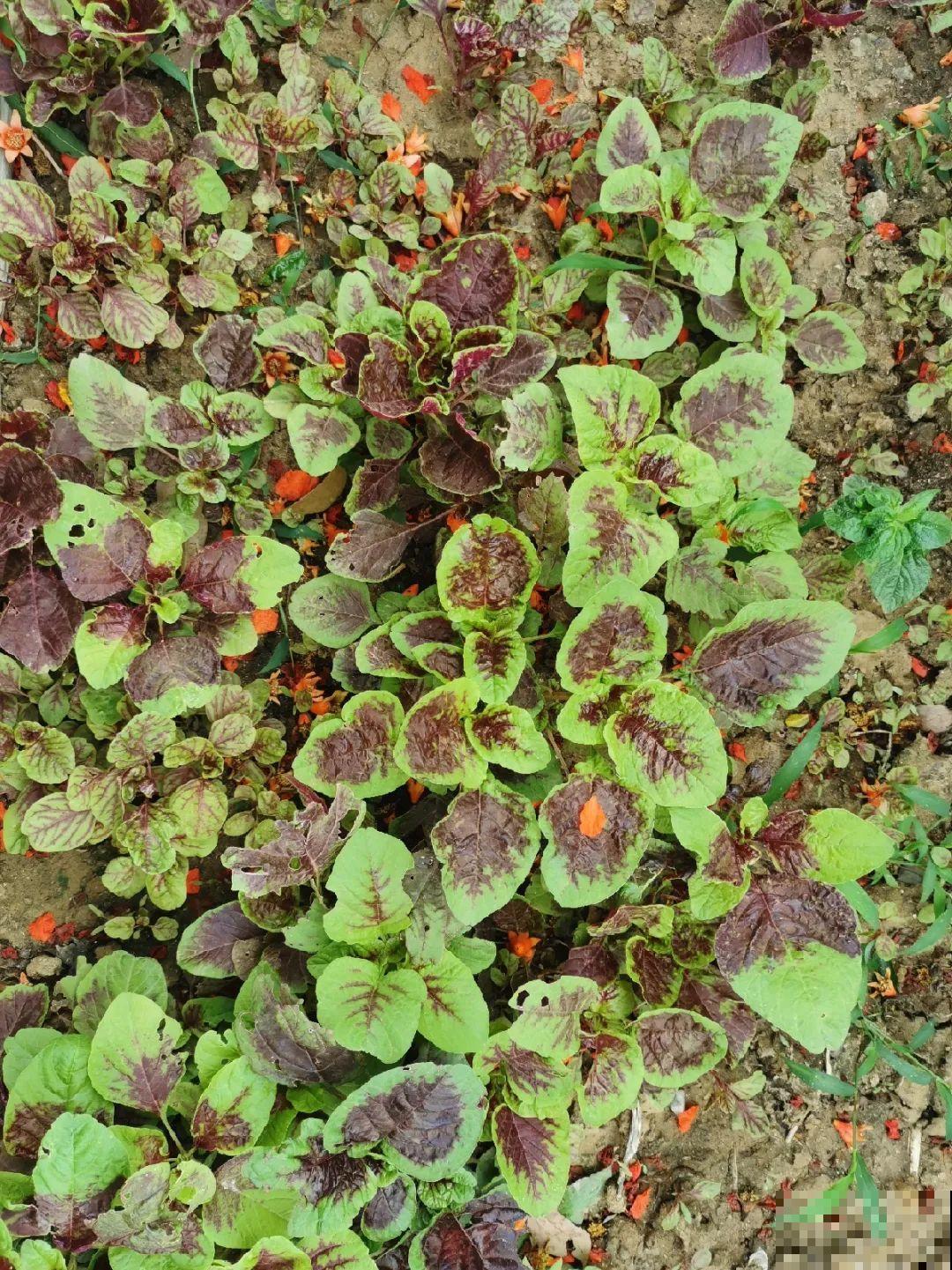 我想回农村,院子里养花、种菜,过清闲日子 我想回农村,院子里养花、种菜,过清闲日子