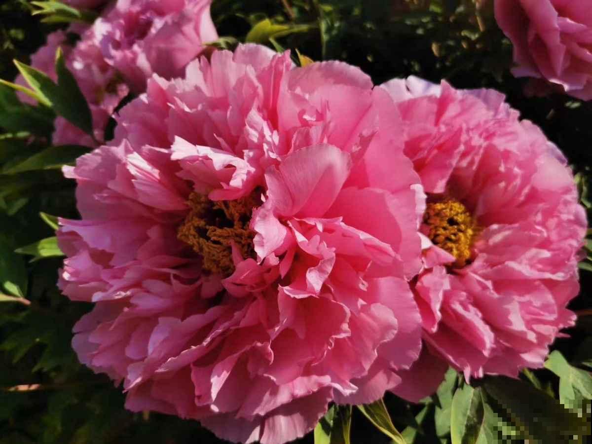 牡丹真不愧是花中女皇，开花一朵堪比碗口大，养护有点小技巧！