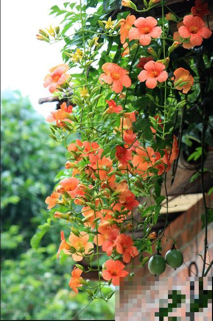 6种“红色”花,一开一大片,疯长起来拦不住! 6种“红色”花,一开一大片,疯长起来拦不住!