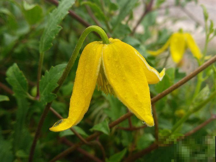 10种小众花，见过的人很少，开花比月季茉莉都美！