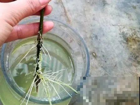 7月出梅，7月入伏，这些花赶紧收拾了！