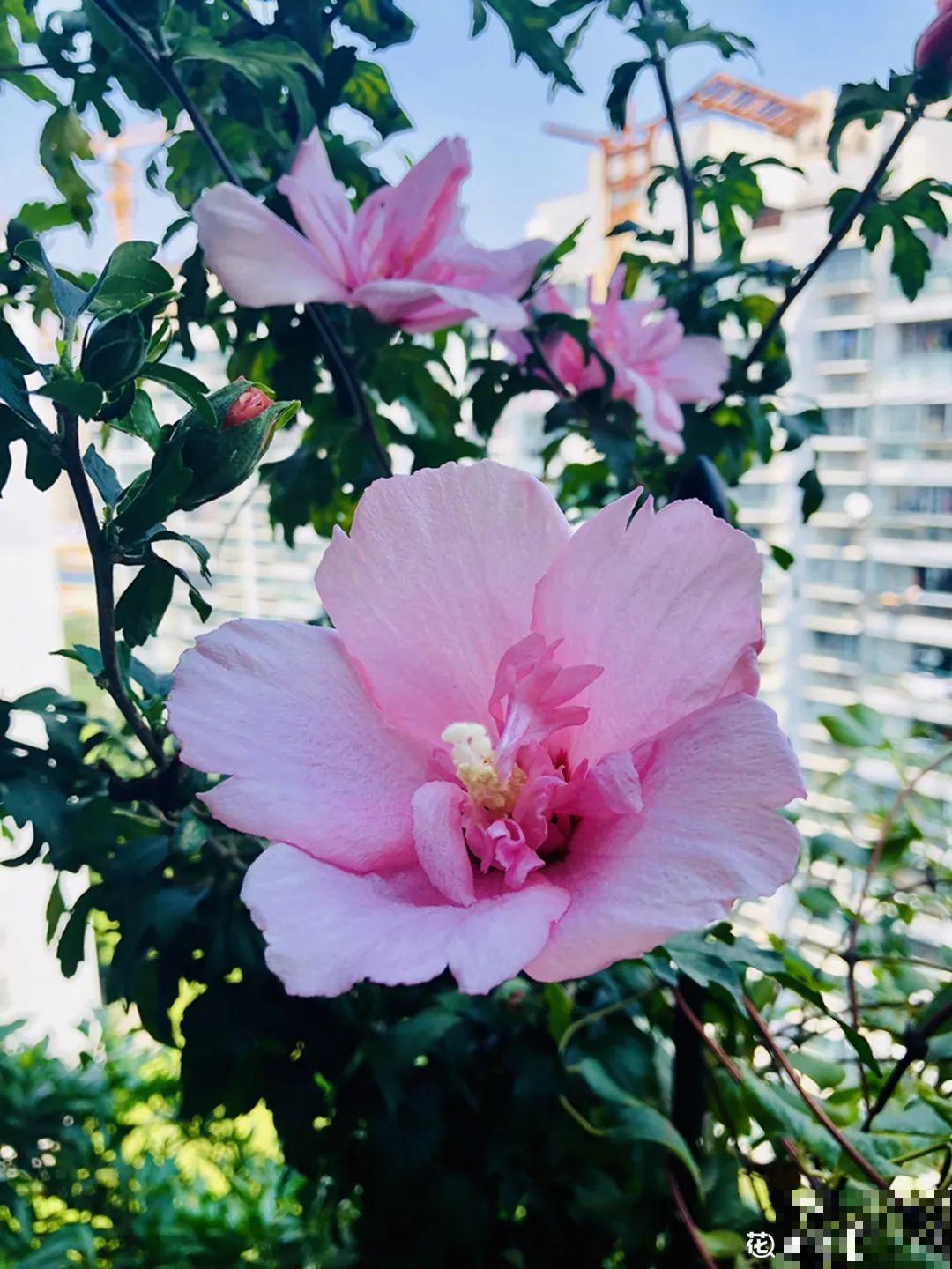 大门口养这几种花，开花就是一大片，邻居都跑来看！