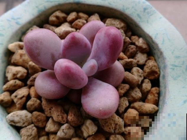 谁说北阳台不能养多肉?这些耐阴品种,照样长得美美的! 谁说北阳台不能养多肉?这些耐阴品种,照样长得美美的!