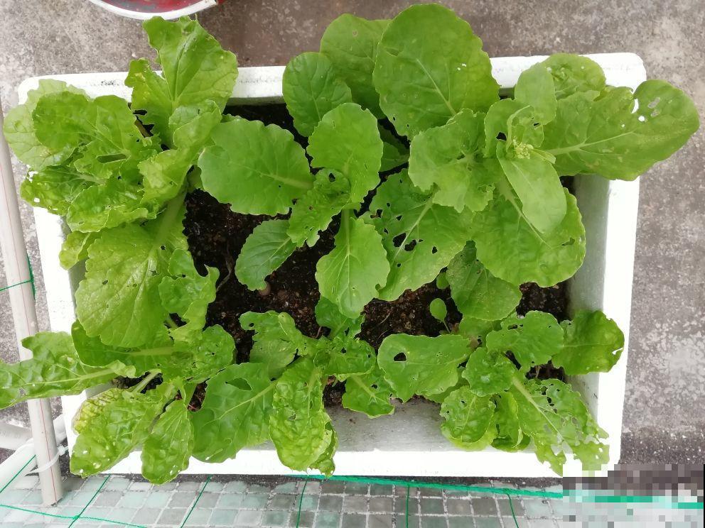 现在种点小白菜，幼嫩鲜美吃不停，一周就窜出一大堆！