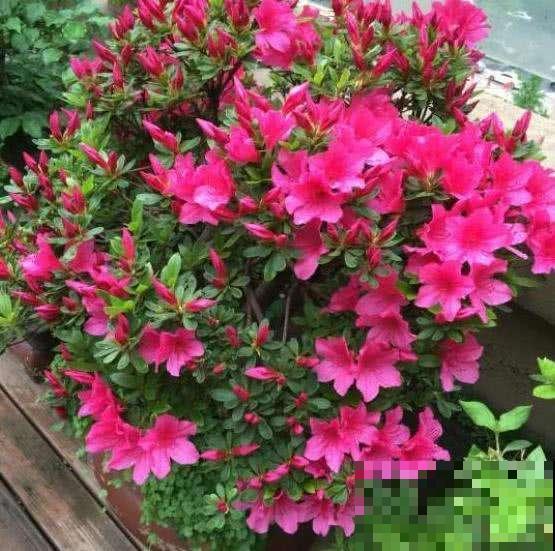 5种花不能闷,否则叶子长斑,掉叶成光杆 5种花不能闷,否则叶子长斑,掉叶成光杆