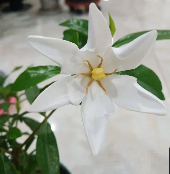 家里的花长出这种叶，千万保护好，特别值钱！